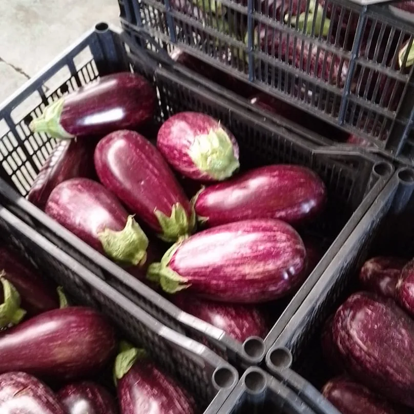 Verduras Jesús Martínez berenjena