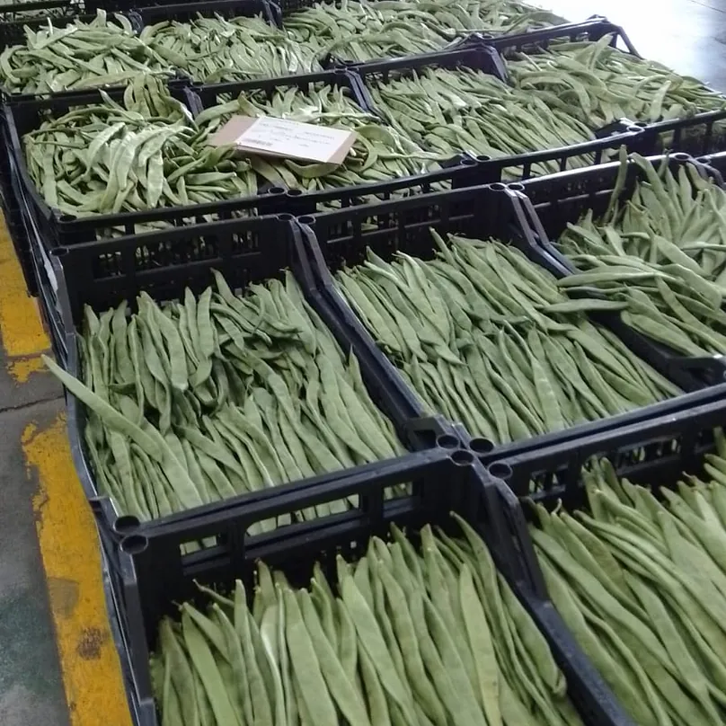 Verduras Jesús Martínez judías