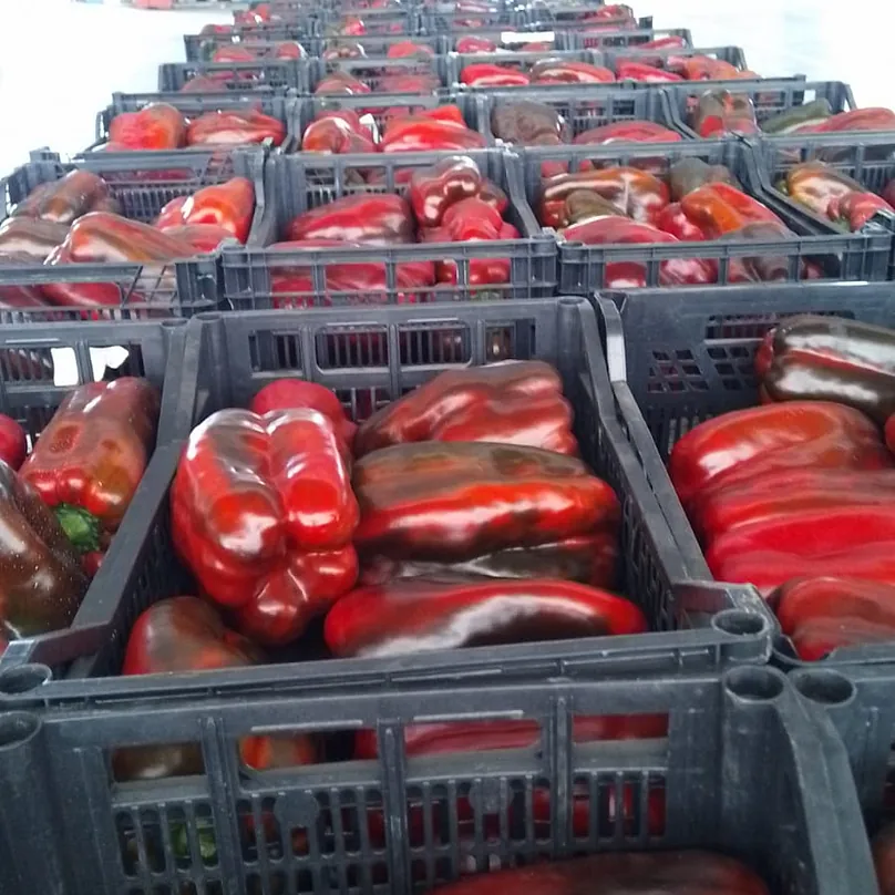 Verduras Jesús Martínez pimiento rojo